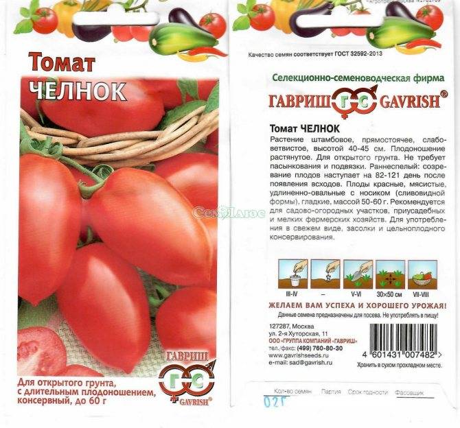 Собираем урожаи не выходя из квартиры — томат челнок: описание сорта и особенности выращивания