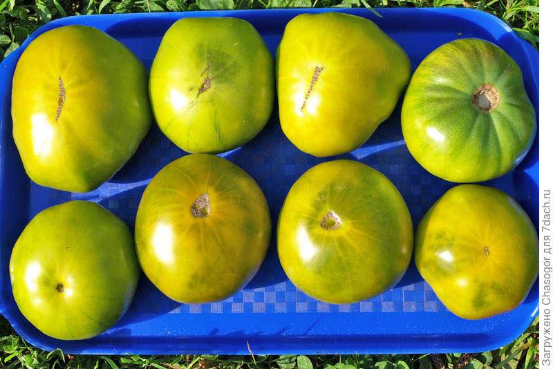 Описание индетерминантного сорта томата киви и особенности выращивания