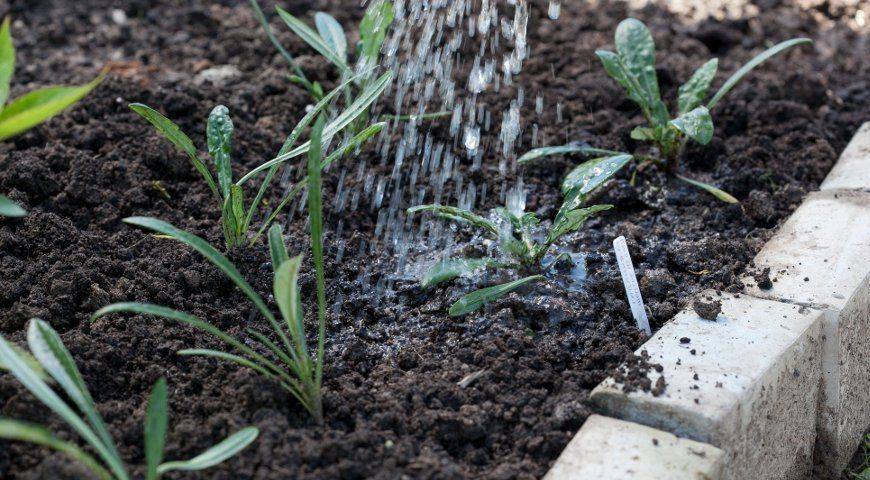 Выращивание гацании из семян — когда сажать на рассаду, сроки посадки и уход
