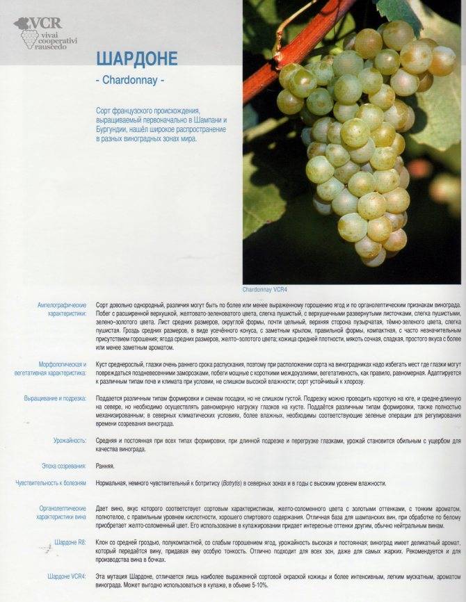 Описание сорта, отзывы и правила выращивания винограда кардинал
