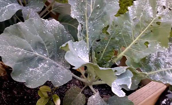 Температура. Капуста – растение холодостойкое. Оптимальная для ее выращивания температура составляет всего 13-18 оС. Неудивительно, что в жаркую погоду рост угнетается, листья начинают сохнуть и выгорать (особенно, при недостатке почвенной влаги).