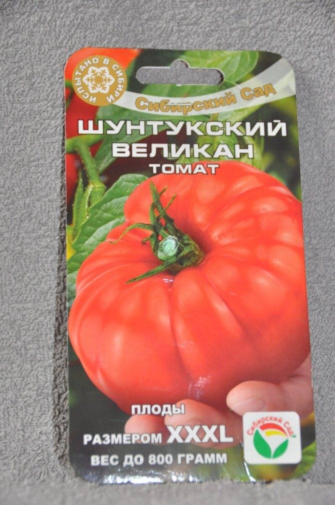 Томат минусинский гигант: характеристика и описание сорта, отзывы об урожайности помидоров, фото куста