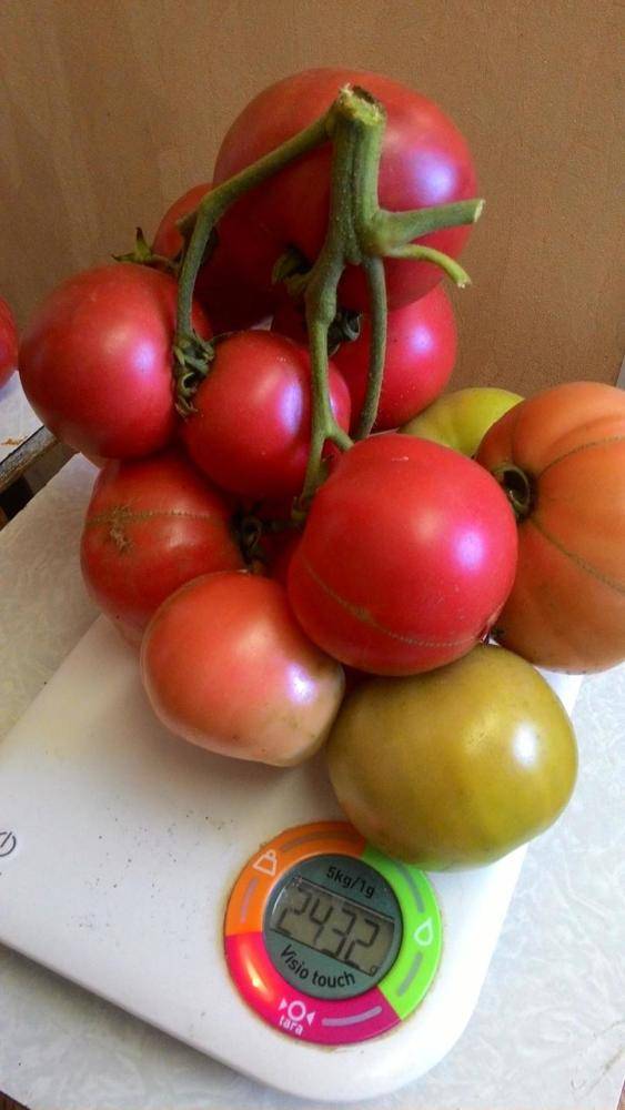 Сорт помидора «малиновая сладость»: фото, видео, отзывы, описание, характеристика, урожайность.