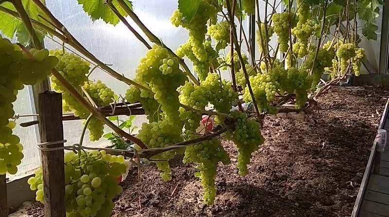 Как пересадить виноград весной или осенью на новое место (видео)