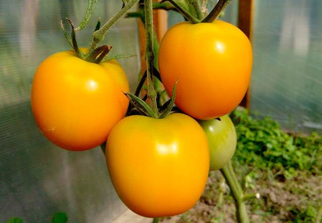 Как вырастить на своём участке томат «хурма» — хитрости и полезные советы от опытных огородников