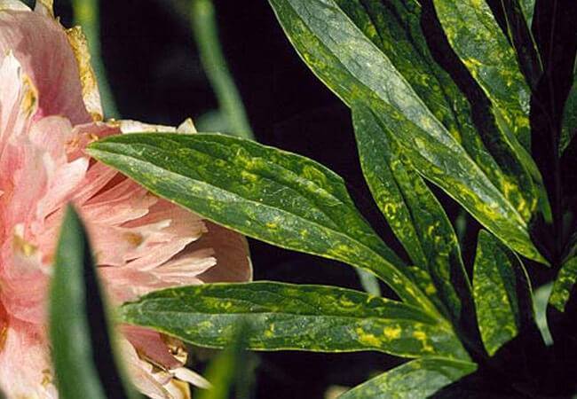 Пионы: болезни и вредители цветов, чем обработать пионы весной и как правильно ухаживать в другое время года