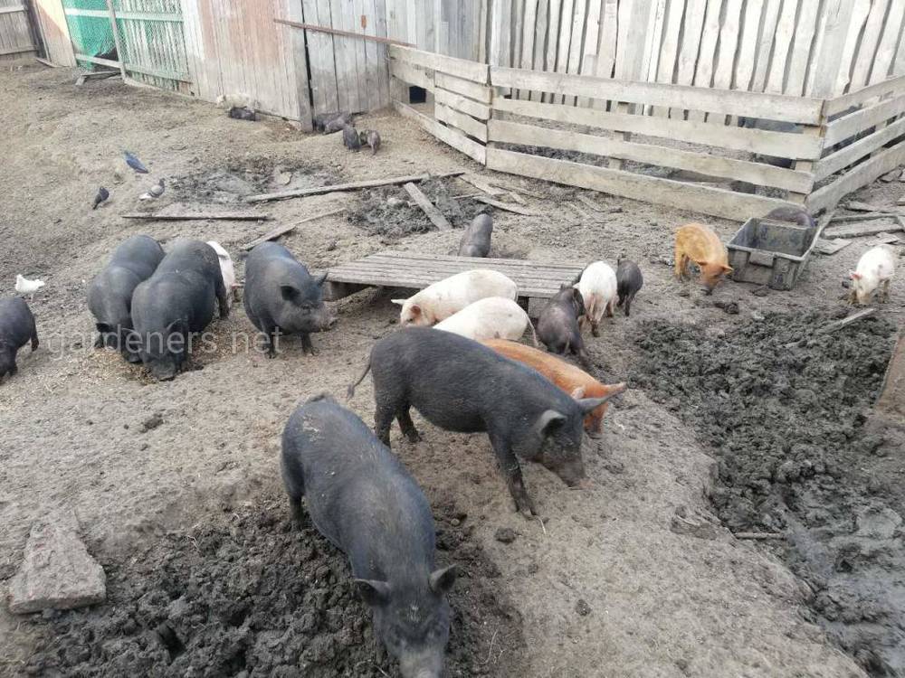 Порода свиней кармалы: описание, характеристика, уход, отзывы
