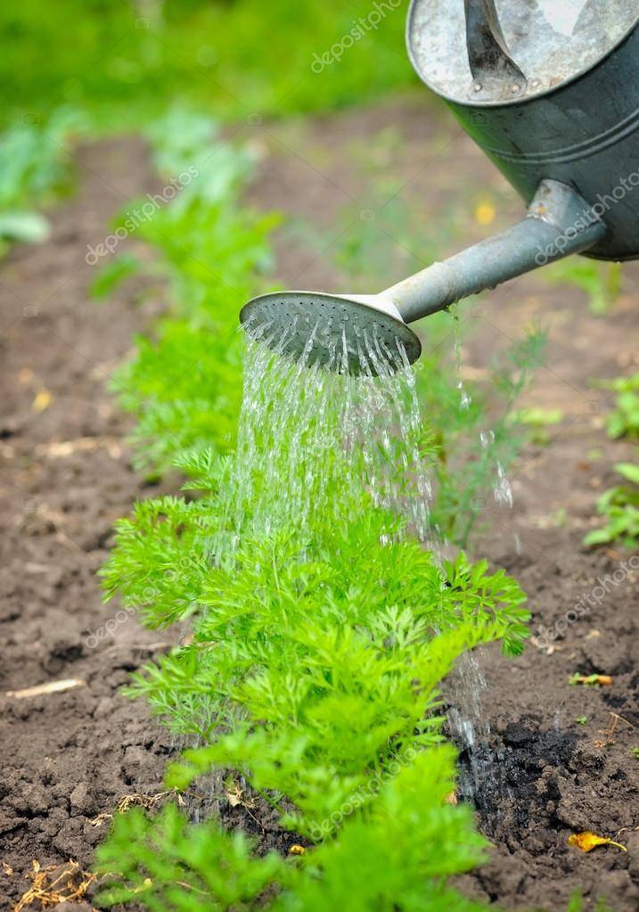 Прополка моркови керосином: можно ли и как обработать и полить им растение, каковы пропорции раствора, а также как развести средство, чтобы опрыскать всходы от травы