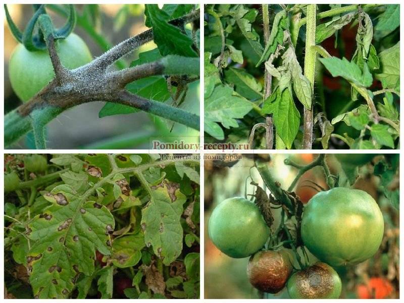 Лучшие средства от фитофторы на помидорах: самые эффективные, как обрабатывать