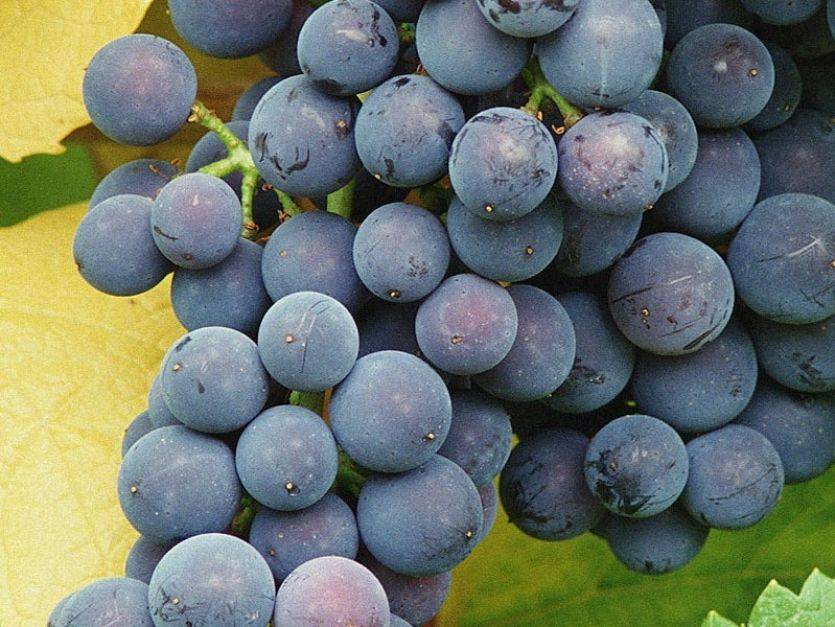 Описание сорта винограда рошфор