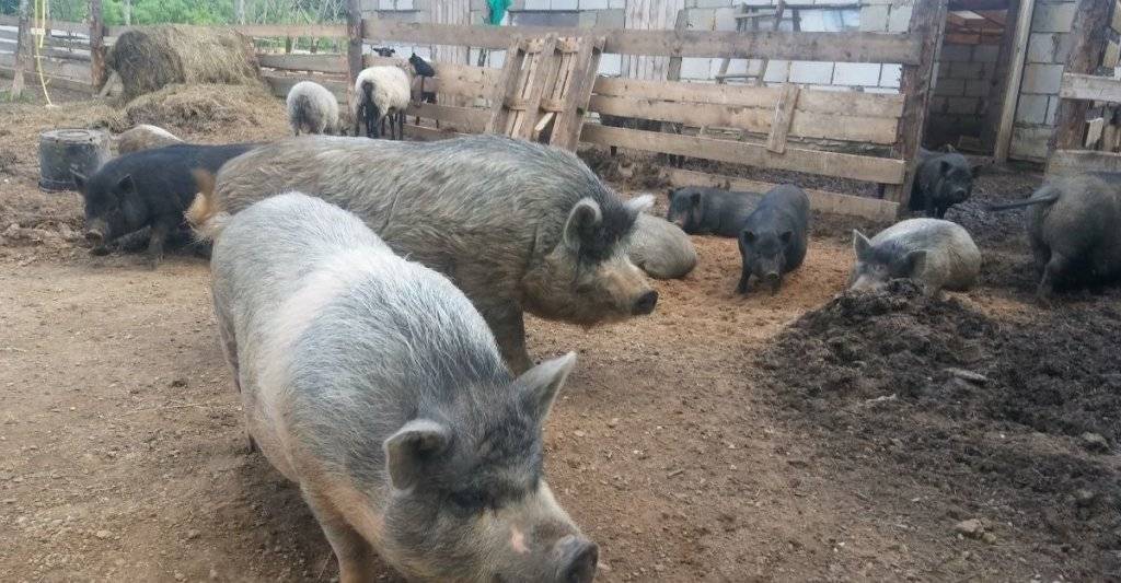 Порода свиней кармалы: фото, отзывы, описание, содержание и разведение