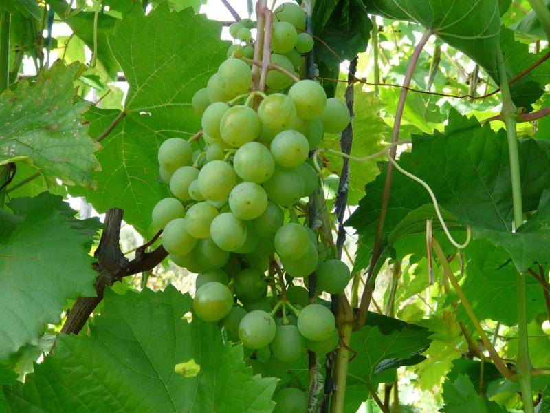 Виноград сорта краса никополя: фото, описание, уход