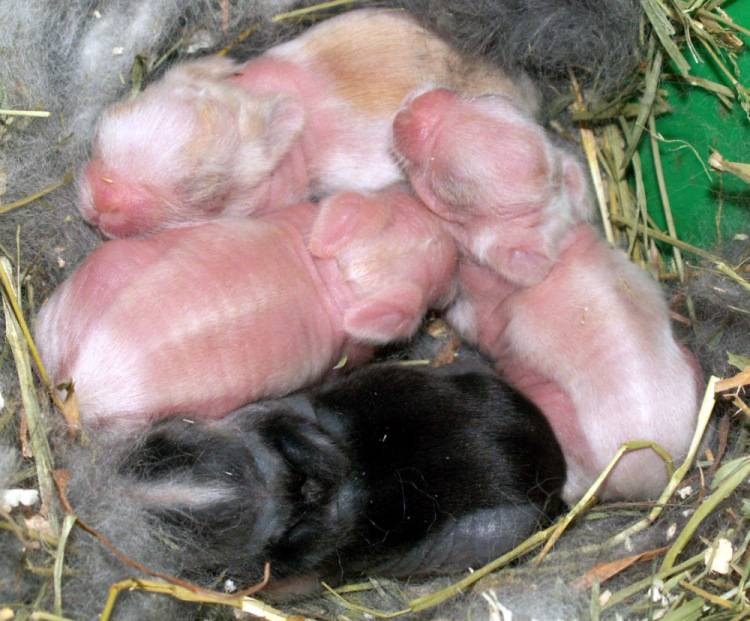 Новорожденные крольчата: осмотр, сложности периода, советы