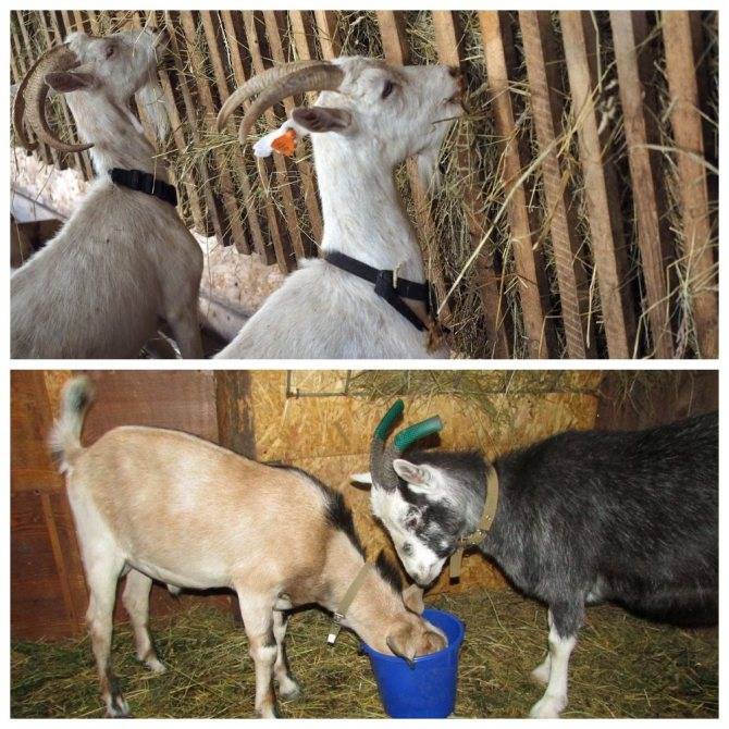 Роды козы: как подготовить и ухаживать за животным