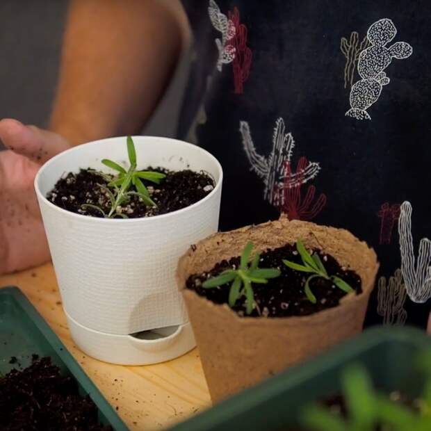 Растение розмарин — выращивание дома: выбор места, требования, подготовка почвы
