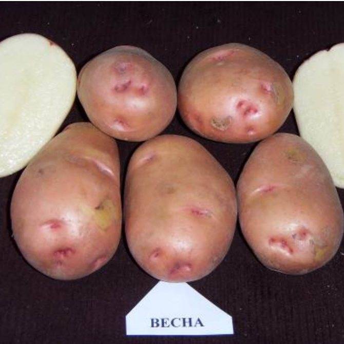 Сорт картофеля «колетте» – описание и фото