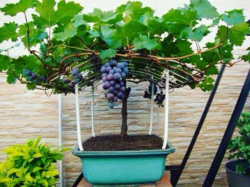 Виноград дома: можно ли вырастить в квартире в горшке на подоконнике и как это сделать