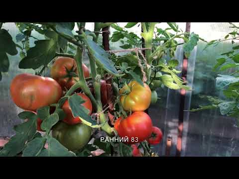 Томат ранний 83: характеристика и описание сорта, отзывы тех кто сажал помидоры об их урожайности, фото куста
