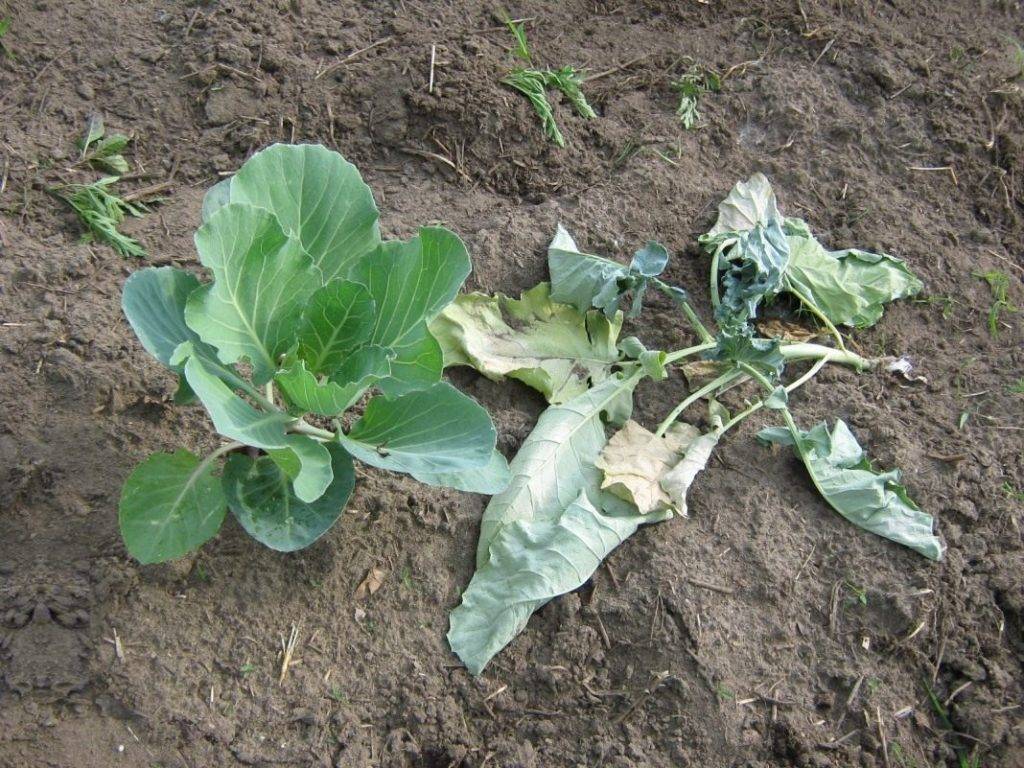 Секреты выращивания белокочанной капусты: характеристики, свойства, методы