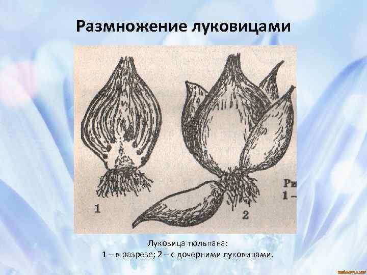 Размножение тюльпанов семенами - все про тюльпаны