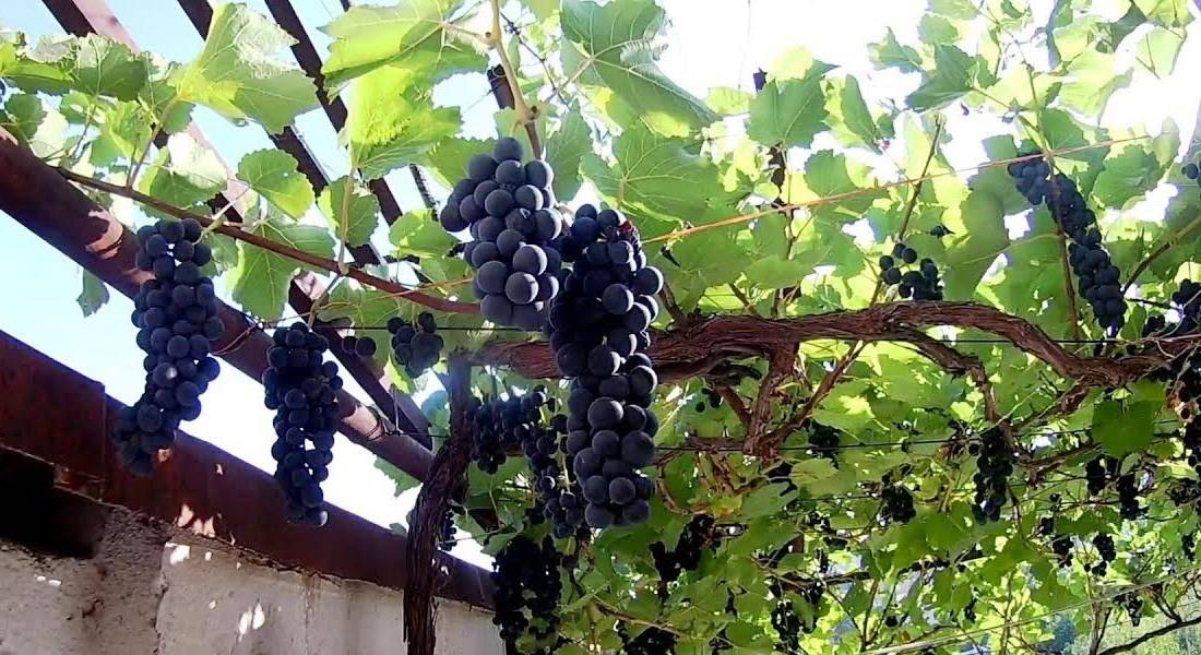 Дикий виноград: уход и посадка, размножение в домашних условиях - sadovnikam.ru