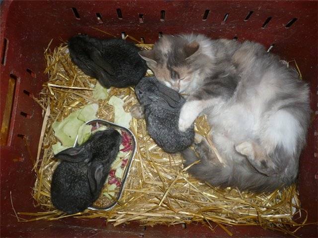 Развитие новорожденных крольчат