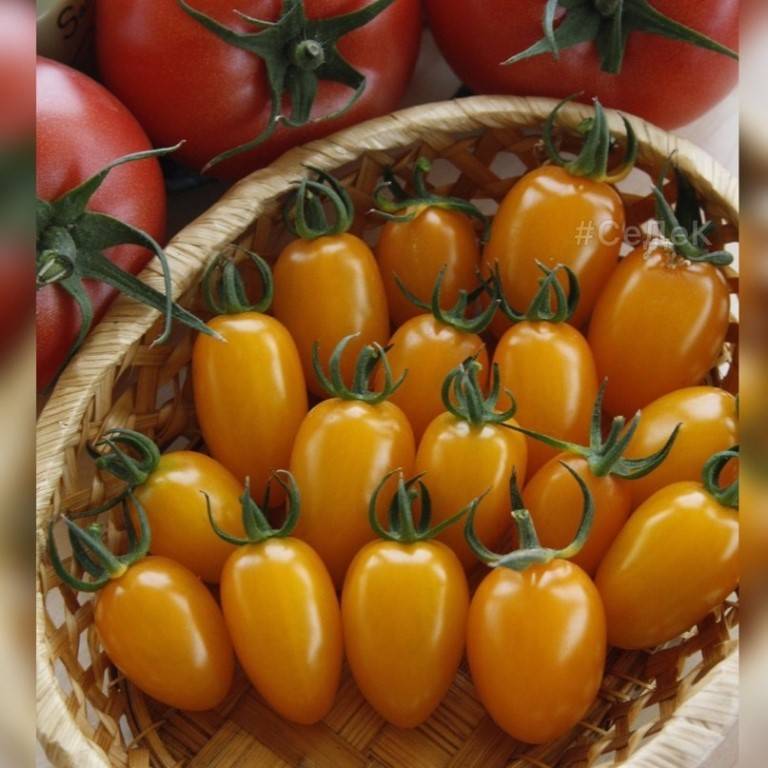 Описание томата медовая конфетка, его характеристики и особенности выращивания
