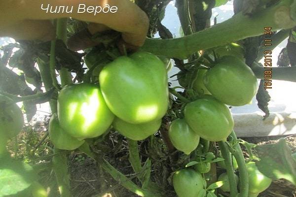 Чили помидоры – характеристика и описание сорта, выращивание с фото
