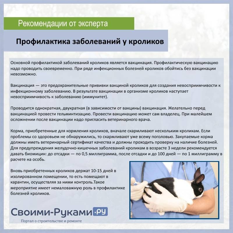 Прививки для кроликов: правила и график вакцинации домашних животных