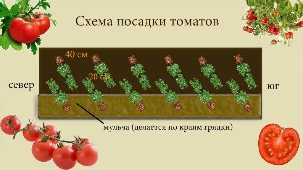 На каком расстоянии сажать помидоры: особенности размещения, схемы посадки, расстояние между кустами, промежутки между рядами