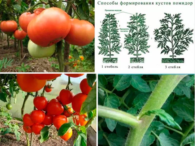 Томат шаста: описание сорта, выращивание и уход за растением с фото