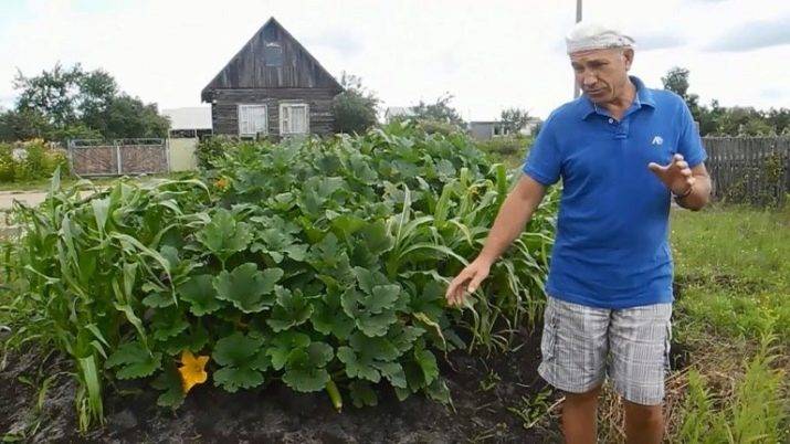 Как посадить кукурузу у себя на огороде