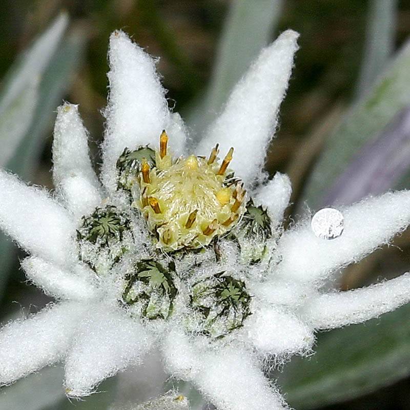 Эдельвейс горный цветок. фото, где растет, посадка и уход, польза
