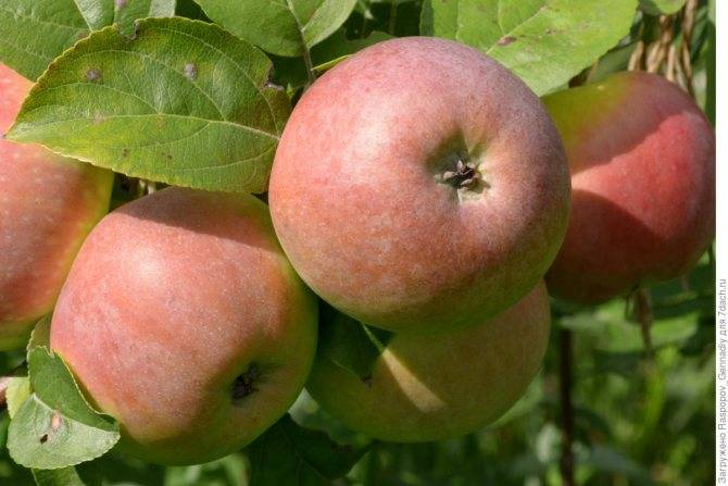Яблоня слава приморья: особенности сорта и ухода