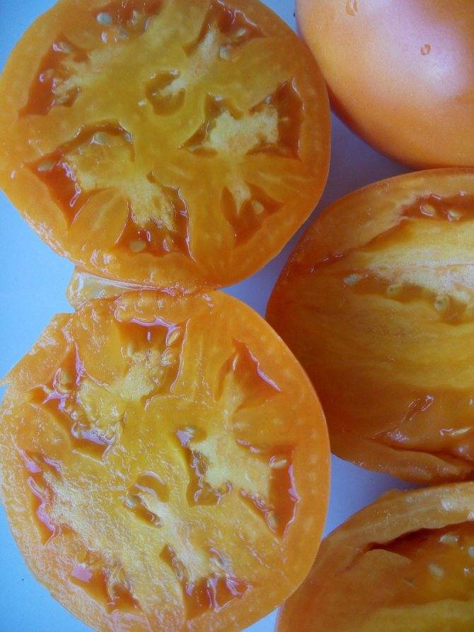 Томат «южный загар»: один из лучших желтоплодных сортов российской селекции, за что его любят огородники