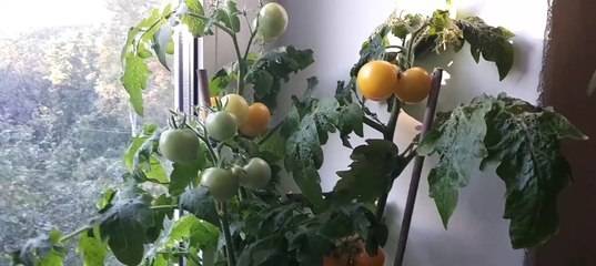 Как вырастить помидоры на подоконнике в квартире зимой
