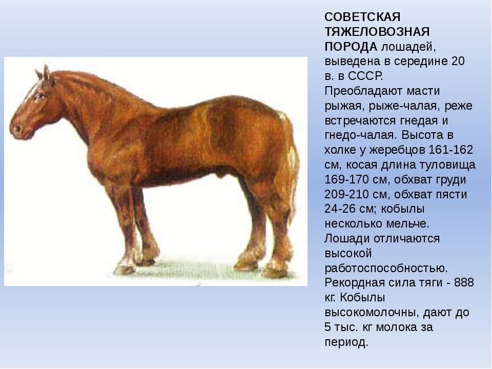 Русский тяжеловоз — порода лошадей: фото и описание, вес, уход и кормление