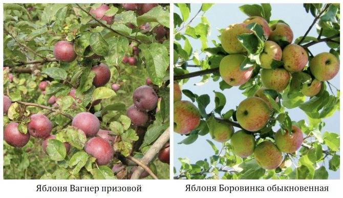 Описание сорта яблони жигулевское, отзывы садоводов, фото, морозостойкость