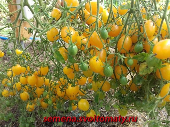 Томат ильди: описание сорта, отзывы, фото, урожайность | tomatland.ru