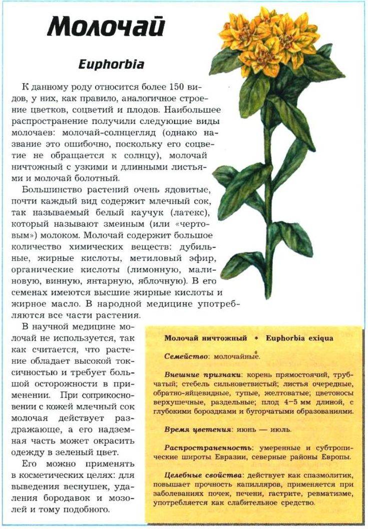 Молочай: польза и вред, можно ли держать дома, приметы, отзывы | zaslonovgrad.ru