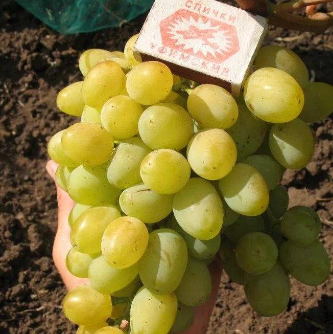 Виноград «галахад» — очень вкусный светлый виноград