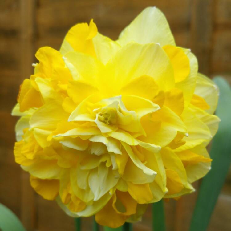 Нарцисс махровый реплит (replete): фото и описание цветка, посадка и уход, использование в ландшафтном дизайне