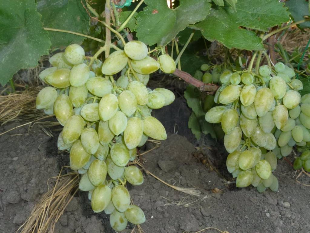 Виноград "краса севера" (ольга): описание сорта, фото