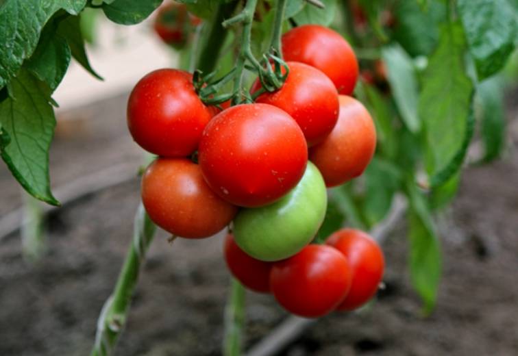 Томат хали гали f1: характеристика и описание сорта, отзывы тех кто сажал помидоры об их урожайности, фото куста