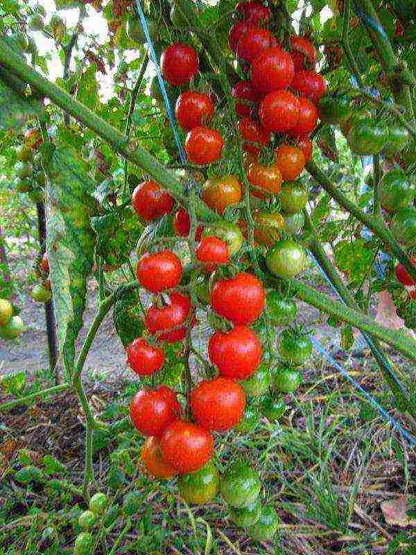 Лучшие индетерминантные сорта томатов для россии и ее регионов
