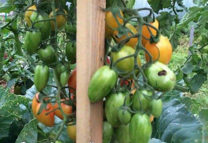 Описание томата северный румянец, характеристика и преимущества сорта