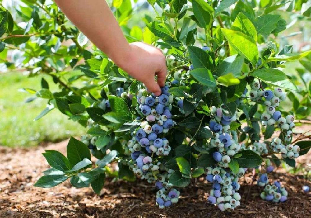 Голубика садовая: посадка и уход, выращивание в саду, сорта с описанием
