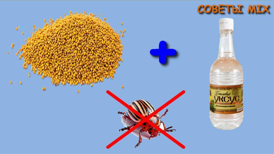 Как избавиться от колорадского жука: народные методы и помощь препаратов | baltija.eu