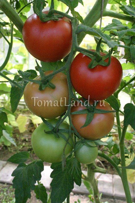 Томат гилгал f1: характеристика и описание сорта от семко, отзывы об урожайности помидоров, видео и фото куста
