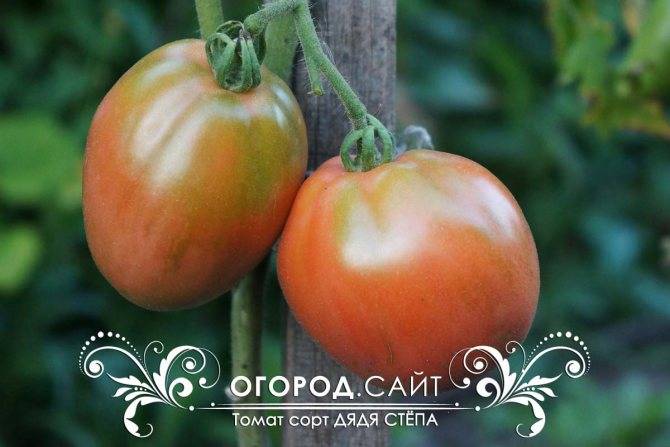 Описание сорта томата пето 86, преимущества и агротехника выращивания